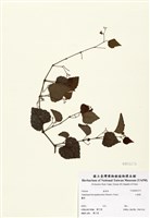 藏品(山葡萄)的圖片